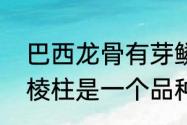 巴西龙骨有芽鳞痕吗　巴西龙骨与三棱柱是一个品种吗