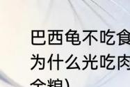 巴西龟不吃食的原因　我家的巴西龟为什么光吃肉，不吃龟粮，(卖的是寸金粮)