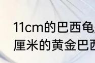 11cm的巴西龟是幼龟还是成年龟　11厘米的黄金巴西龟需要养多久