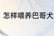 怎样喂养巴哥犬　小巴哥犬怎样饲养