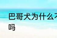 巴哥犬为什么不建议养　巴哥犬听话吗