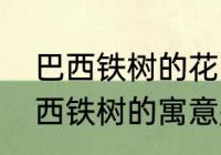 巴西铁树的花为什么那么香　金边巴西铁树的寓意是什么