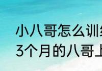 小八哥怎么训练成手养鸟　怎样训练3个月的八哥上手，出笼