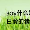 spy什么意思　保育猪是指断奶至70日龄的猪，SPY又称什么