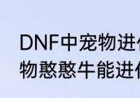 DNF中宠物进化任务怎么做　DNF宠物憨憨牛能进化吗咋进化