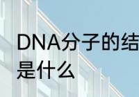 DNA分子的结构是　DNA的分子结构是什么