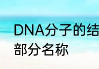 DNA分子的结构是什么　dna分子各部分名称