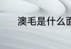 澳毛是什么面料 什么澳毛面料