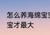 怎么养海绵宝宝才最大 如何养海绵宝宝才最大