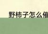 野柿子怎么催熟 野柿子如何催熟