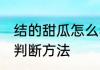 结的甜瓜怎么看熟没熟 甜瓜熟没熟的判断方法