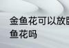 金鱼花可以放卧室养吗 卧室适合养金鱼花吗