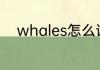 whales怎么读 whales英文解释