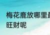 梅花鹿放哪里最旺财 梅花鹿放哪里最旺财呢