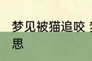 梦见被猫追咬 梦见被猫追咬是什么意思